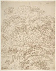 Studie eines alten Baumes